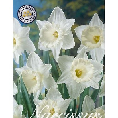 Narciss Mount Hood 12-pack